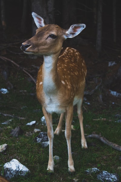 Green grass around the deer
